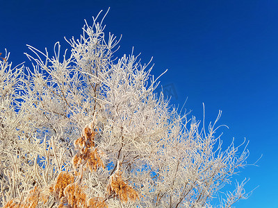 灰烬的树枝和种子在寒冷中被霜覆盖，在蓝天的映衬下被明亮而柔和的阳光照亮。