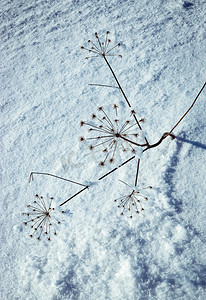 在雪结冰的干燥植物