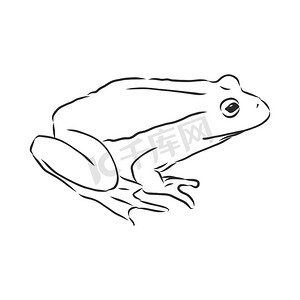 白色青蛙的轮廓图，青蛙矢量素描图