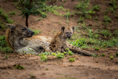 斑点鬣狗幼崽和母亲在南非克鲁格国家公园。