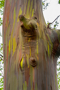 樹摄影照片_彩虹桉树五颜六色的树皮细节