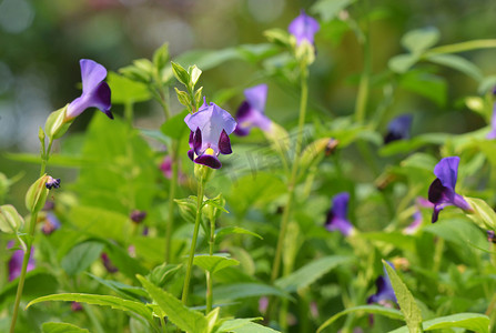 背景花园中的叉骨花 (Torenia fournieri)