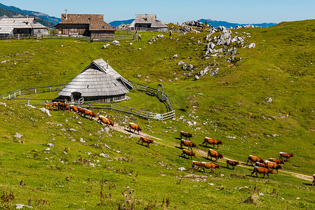 Velika Planina 或斯洛文尼亚的大牧场高原。