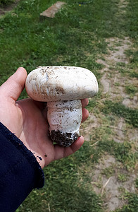 女人手里的大蘑菇蘑菇。