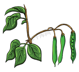 干豌豆，插图，白色背景上的矢量