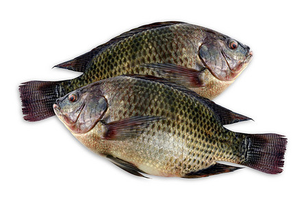 鱼中鱼摄影照片_罗非鱼，白色背景中分离的新鲜尼罗罗非鱼鱼