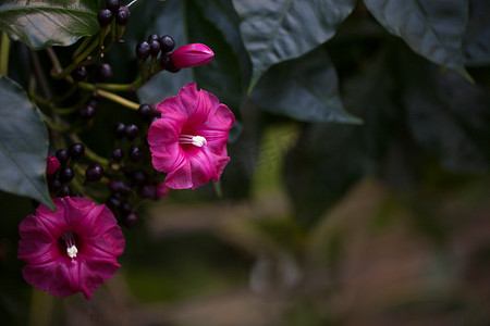 红色紫色花在热带藤蔓上绽放