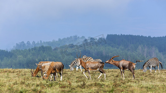 斯威士尔 Mlilwane 野生动物保护区的 Blesbuck 和纯斑马
