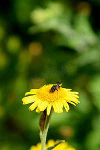 蜜蜂从黄蓬花中采蜜