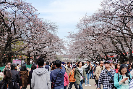 樱花季的上野公园