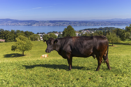 棕牛和苏黎世湖，瑞士