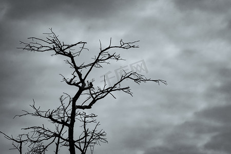 哀叹摄影照片_在黑暗的戏剧性天空和白云背景上现出轮廓死树