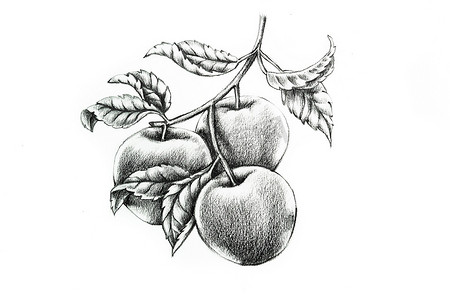 带叶子的苹果树枝手绘插图，植物艺术