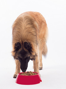 Tervuren 狗，在碗里吃狗食，白色工作室背景