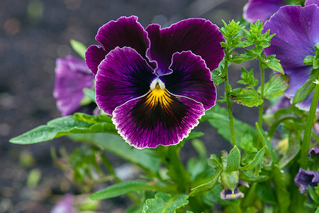花园中的深紫色三色堇花（三色中提琴）