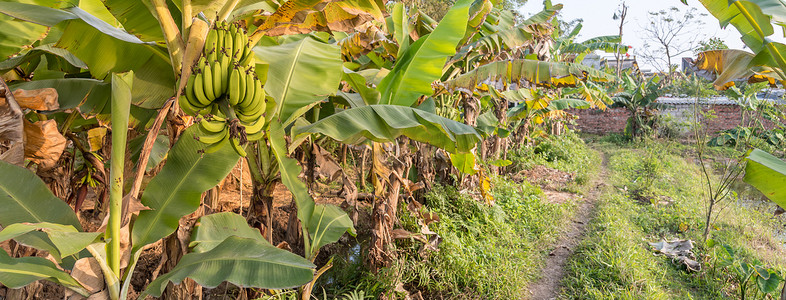 乡村池塘摄影照片_越南乡村全景农业种植园，有香蕉树和池塘