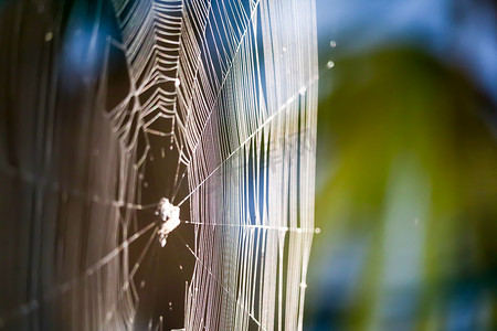 树上的蜘蛛网摄影照片_模糊蜘蛛网以操纵将猎物困在花园里的树上