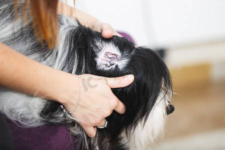 兽医在兽医诊所检查狗的耳朵，有选择的焦点