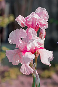 粉红色鸢尾 (lat. Íris) 花坛花，多年生，春季流动