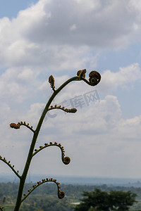 骑行青海湖摄影照片_Cyathea Arborea 的幼叶卷起，随着它们的生长，它们展开直到达到水平位置。