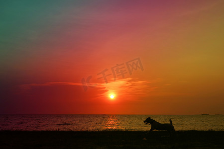 狗剪影摄影照片_模糊日落在海剪影狗在海滩上五颜六色的橙色 s