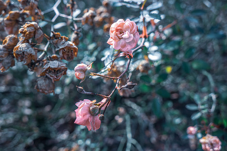 冷色调的小粉红玫瑰和玫瑰花蕾盛开