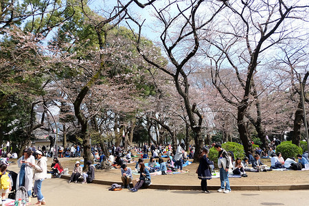 上野公园摄影照片_樱花盛开期间的上野公园