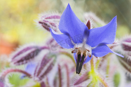 琉璃苣花（Borago officinalis）