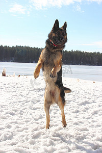 东欧牧羊犬