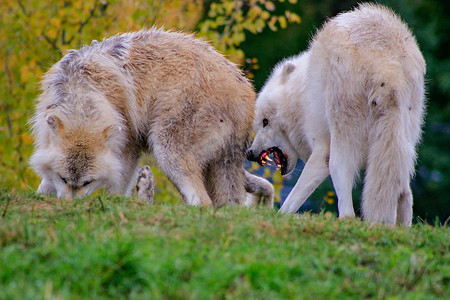 在夏季的几个月里，加拿大森林里一只灰狼 Canis Lupus 也被称为灰狼的特写。