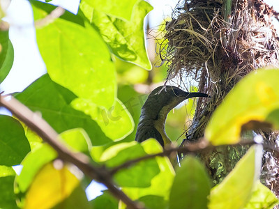 黄喉摄影照片_母橄榄背太阳鸟喂养她的孩子
