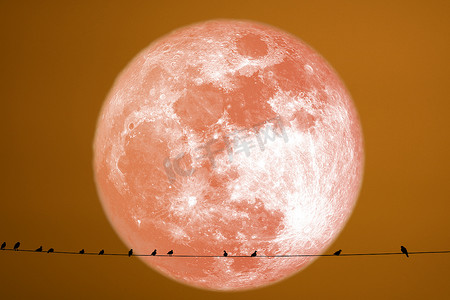 干草月亮行星背面剪影鸟在电力线上
