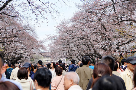 樱花季背景摄影照片_樱花季的上野公园