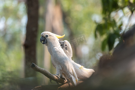 cacatua摄影照片_美丽的白凤头鹦鹉，硫磺凤头鹦鹉 (Cacatua gale