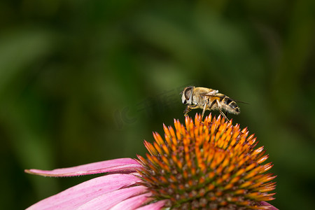 横屏周年庆海报摄影照片_黑色背景五颜六色的花朵上的蜜蜂