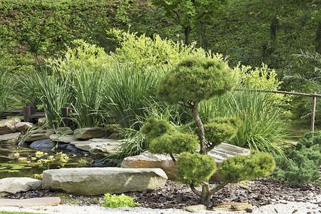 盆景树，日本石头花园里的松树
