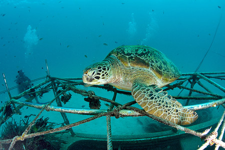 在水下珊瑚礁的海龟与蓝色海洋，西巴丹岛，马