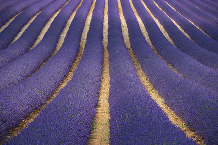 普罗旺斯的紫色薰衣草田