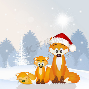 森林郊狼摄影照片_圣诞节的红狐狸一家