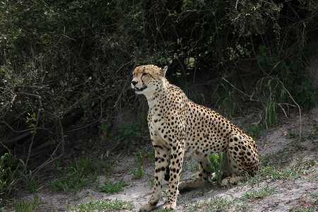 博茨瓦纳摄影照片_猎豹博茨瓦纳非洲大草原野生动物图片；