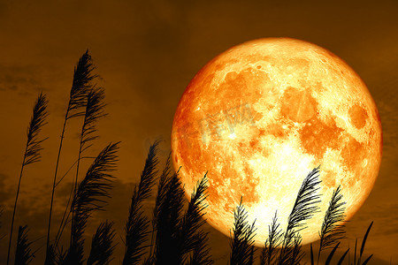 夜空中的血草莓月亮背侧影草花