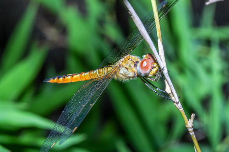 竹竿摄影照片_泰国森林竹竿上的大蜻蜓