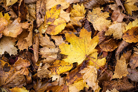 新濠天地摄影照片_密切关注秋天地面上的棕色枫叶。