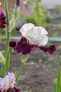 iris摄影照片_白色鸢尾花 (lat. Íris) 花坛花，多年生，春季 f