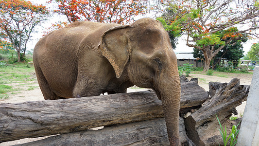 大象耳朵摄影照片_在泰国清迈省 Mae Tang 的大象护理保护区，大象以甘蔗和竹子为食时，大象的树干特写。