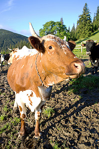 围场里的奶牛在蓝天下吃新鲜的草