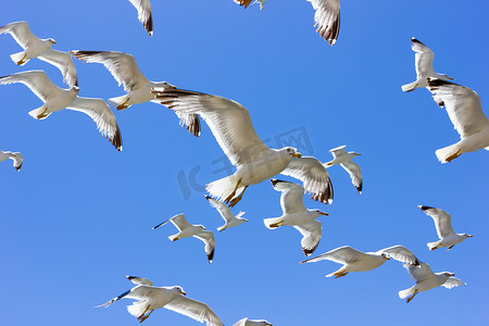 海鸥白色摄影照片_一群飞翔的海鸥