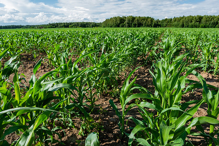 播种种子摄影照片_完全用玉米播种的农田。