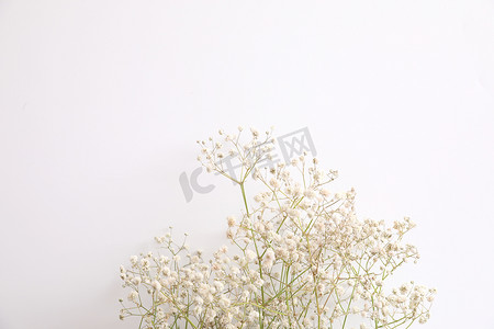 白色背景中分离的满天星小白花植物