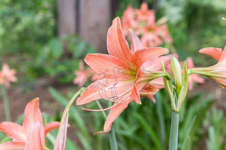 中的鲜花摄影照片_自然花园背景中的橙花朱顶红或孤挺花